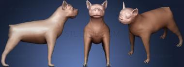 3D model Boston Terrier (STL)